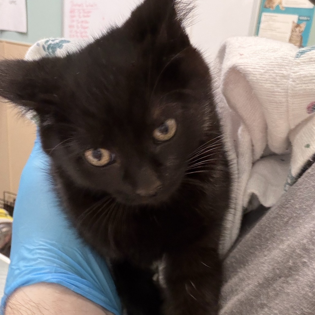 Shelter Stray Female Cat last seen , 2608 Center St, Tacoma, WA 98409, USA