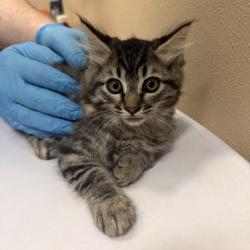 Shelter Stray Male Cat last seen , 2608 Center St, Tacoma, WA 98409, USA