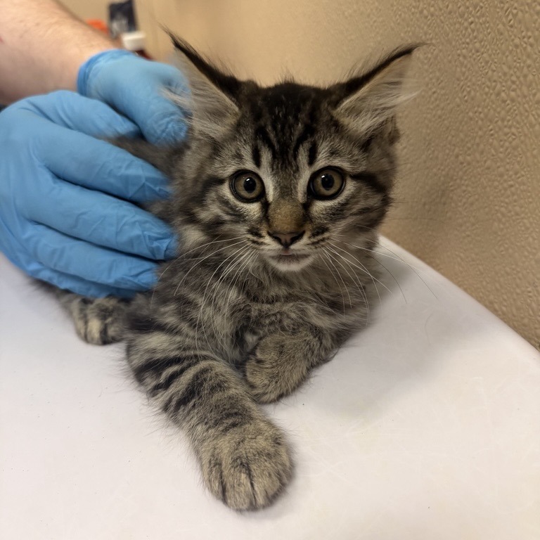 Shelter Stray Male Cat last seen , 2608 Center St, Tacoma, WA 98409, USA