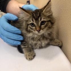 Shelter Stray Female Cat last seen , 2608 Center St, Tacoma, WA 98409, USA