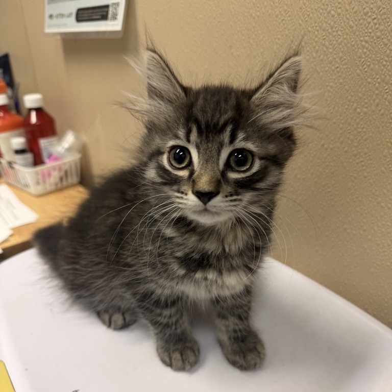 Shelter Stray Male Cat last seen , 2608 Center St, Tacoma, WA 98409, USA