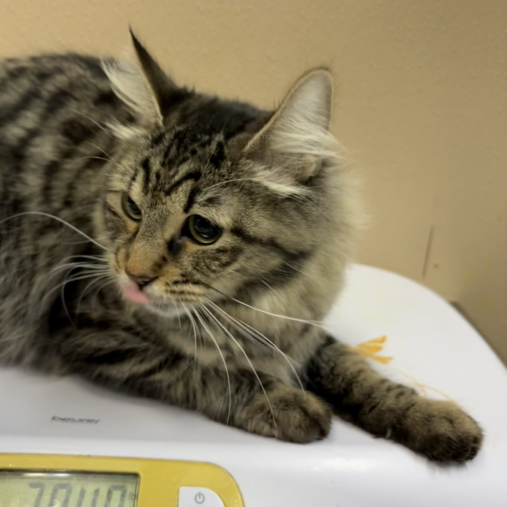 Shelter Stray Female Cat last seen , 2608 Center St, Tacoma, WA 98409, USA