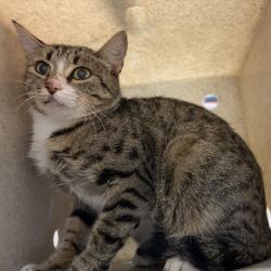 Shelter Stray Female Cat last seen , 2608 Center St, Tacoma, WA 98409, USA