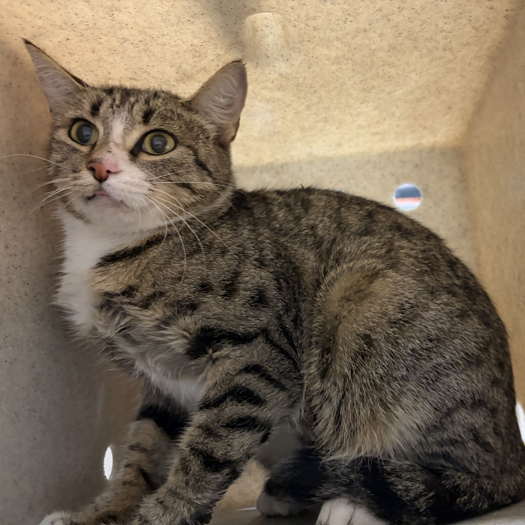 Shelter Stray Female Cat last seen , 2608 Center St, Tacoma, WA 98409, USA