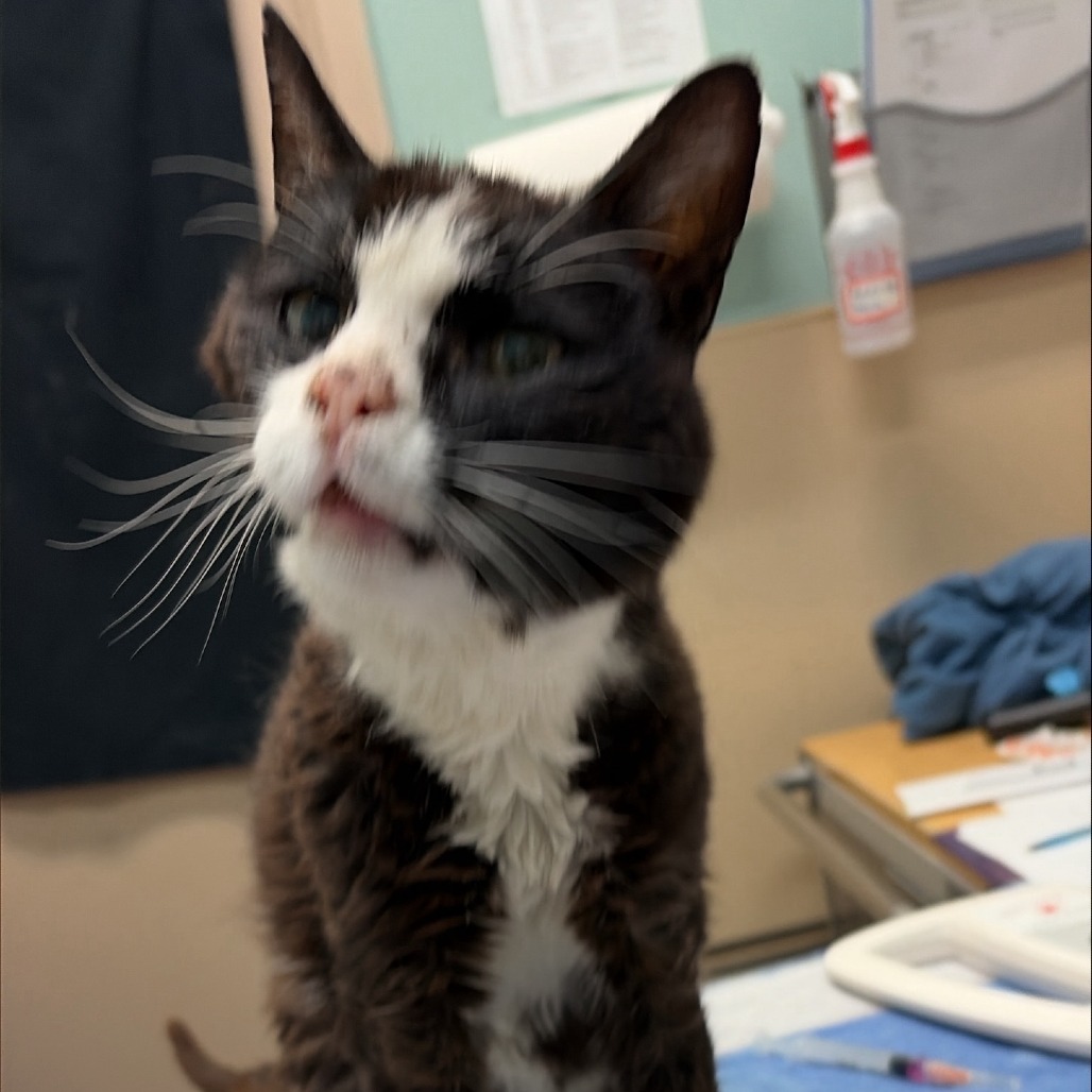 Shelter Stray Female Cat last seen , 2608 Center St, Tacoma, WA 98409, USA
