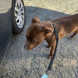 Shelter Stray Male Dog last seen , 2608 Center St, Tacoma, WA 98409, USA