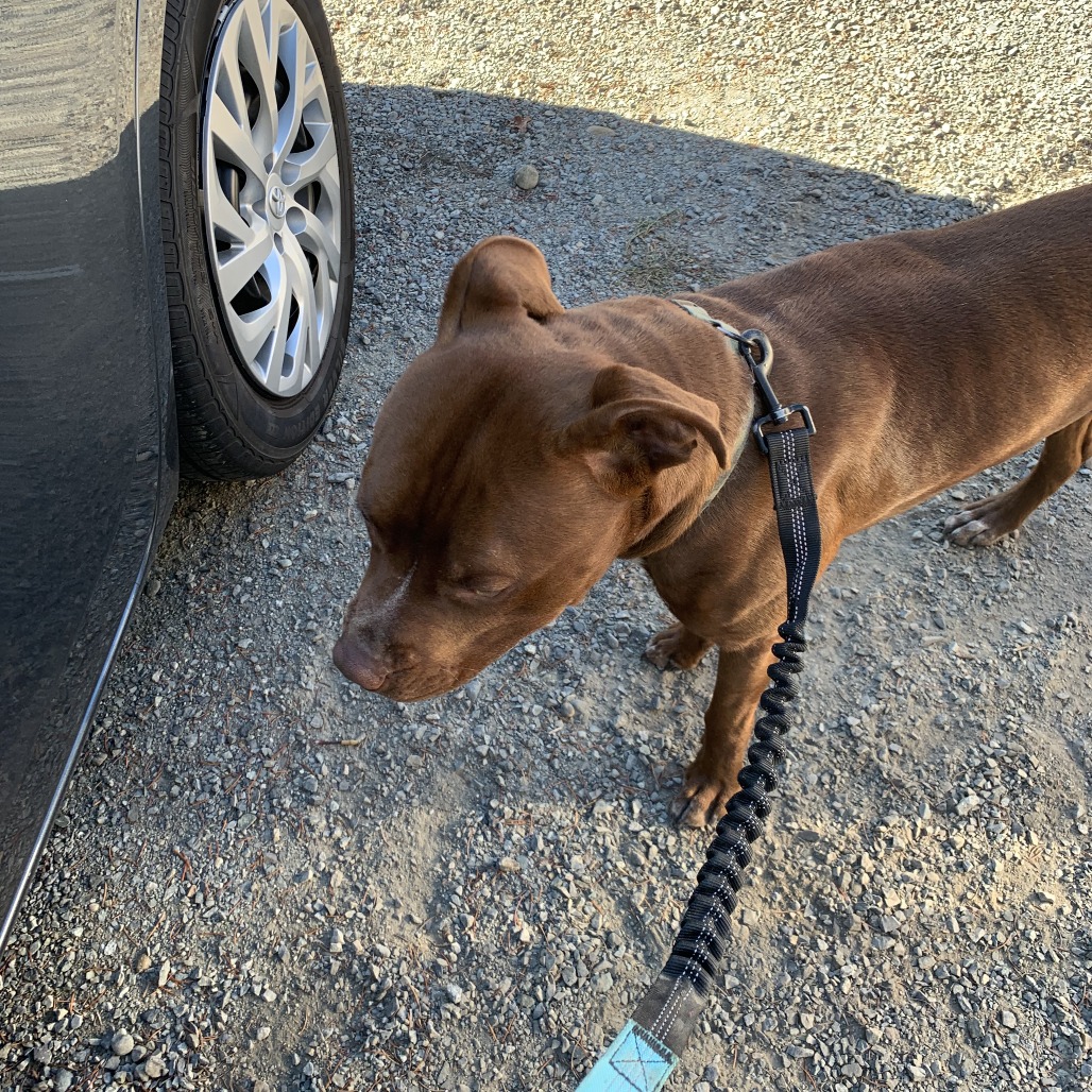Shelter Stray Male Dog last seen , 2608 Center St, Tacoma, WA 98409, USA