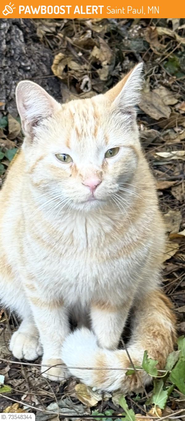 Found/Stray Unknown Cat last seen Grotto and Arlington, Saint Paul, MN 55117
