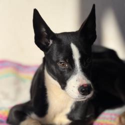 Shelter Stray Female Dog last seen , 2960 Shafto Rd, Tinton Falls, NJ 07753, USA
