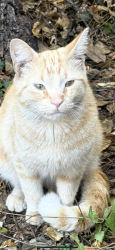 Found/Stray Unknown Cat last seen Grotto and Arlington, Saint Paul, MN 55117