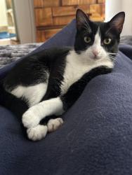 Lost Female Cat last seen Big blue trace, Wellington, FL 33414