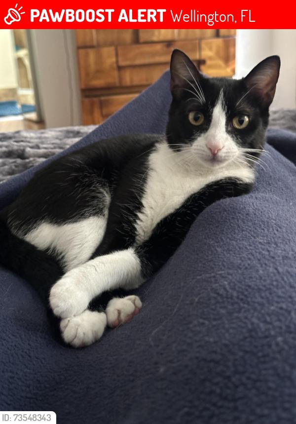 Lost Female Cat last seen Big blue trace, Wellington, FL 33414