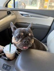Found/Stray Female Dog last seen Sw 10th str and Dixie hwy, Deerfield Beach, FL 33441
