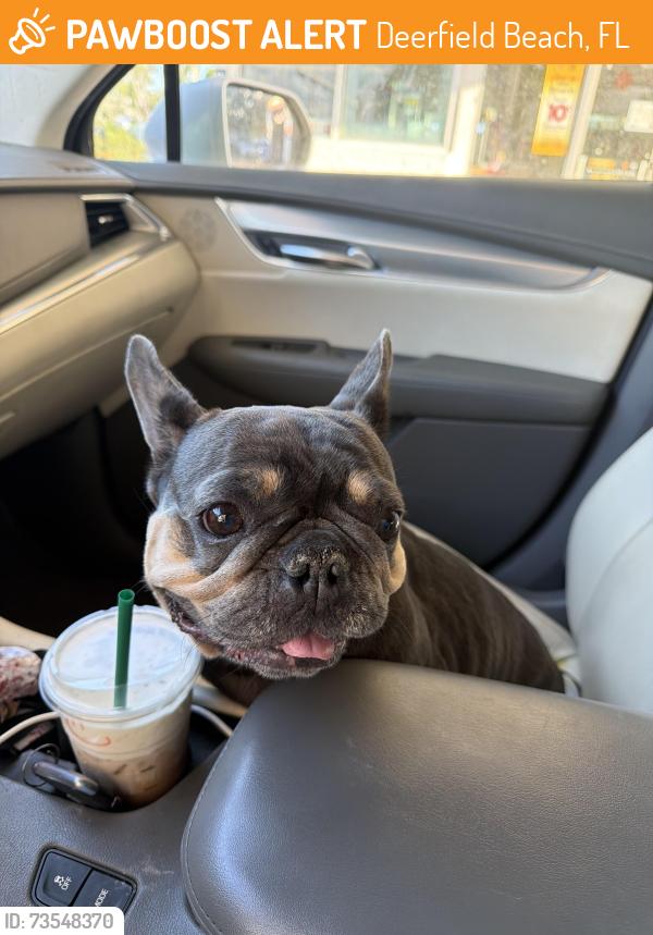 Found/Stray Female Dog last seen Sw 10th str and Dixie hwy, Deerfield Beach, FL 33441