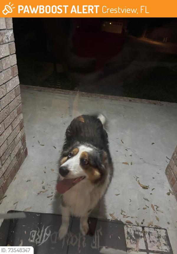 Found/Stray Unknown Dog last seen Shoal lake circle, Crestview, FL 32539