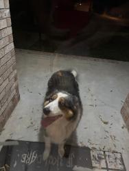 Found/Stray Unknown Dog last seen Shoal lake circle, Crestview, FL 32539