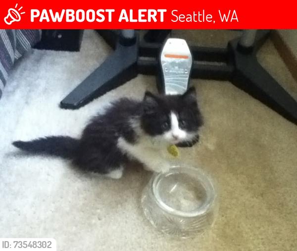 Lost Female Cat last seen Near 40th Ave NE, Seattle, WA 98105