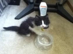 Lost Female Cat last seen Near 40th Ave NE, Seattle, WA 98105