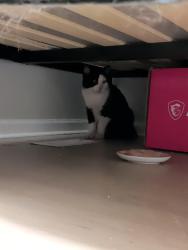 Reunited Male Cat last seen Shawford way in Elgin, Elgin, IL 60120