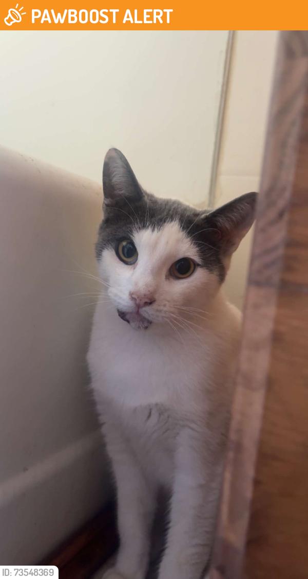 Found/Stray Female Cat last seen Near twin streams golf course, Middlesex Centre, ON 