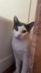 Found/Stray Female Cat last seen Near twin streams golf course, Middlesex Centre, ON 