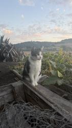 Lost Male Cat last seen Near Edna Rd, San Luis Obispo, CA 93401
