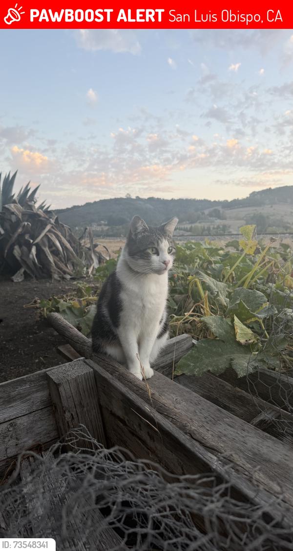 Lost Male Cat last seen Near Edna Rd, San Luis Obispo, CA 93401