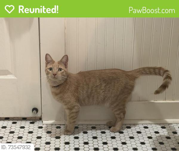 Reunited Male Cat last seen Near Mashburn and Blair St off MLK, Fayetteville, AR 72701