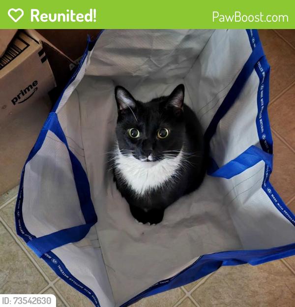 Reunited Male Cat last seen VA hosp, Salisbury, NC 28144