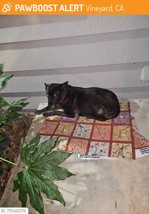 Found/Stray Unknown Dog last seen Bar Du Lane and Bradshaw, Vineyard, CA 95829