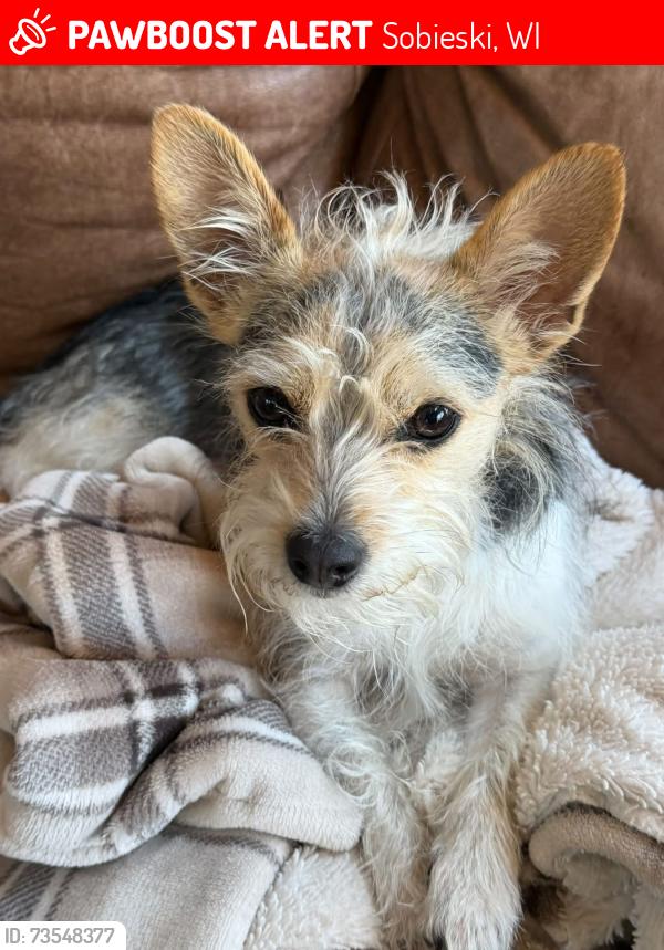 Lost Male Dog last seen County Rd S, Sobieski, WI 54171