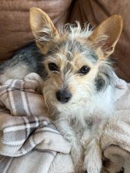 Lost Male Dog last seen County Rd S, Sobieski, WI 54171