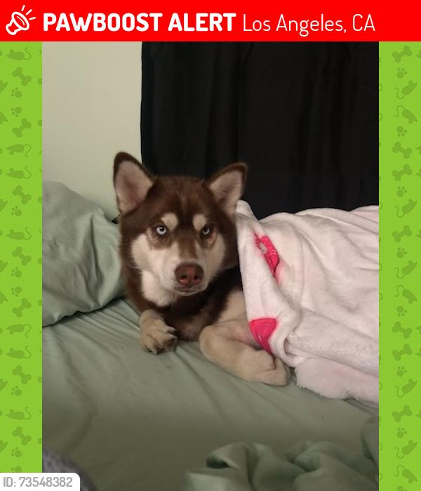Lost Male Dog last seen w 1st street and pacific, San Pedro, Los Angeles, CA 90731