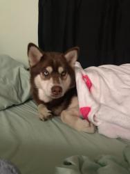 Lost Male Dog last seen w 1st street and pacific, San Pedro, Los Angeles, CA 90731