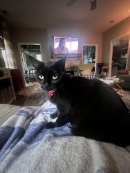 Reunited Female Cat last seen Locksley Woods - 14th St and York St, Greenville, NC 27858