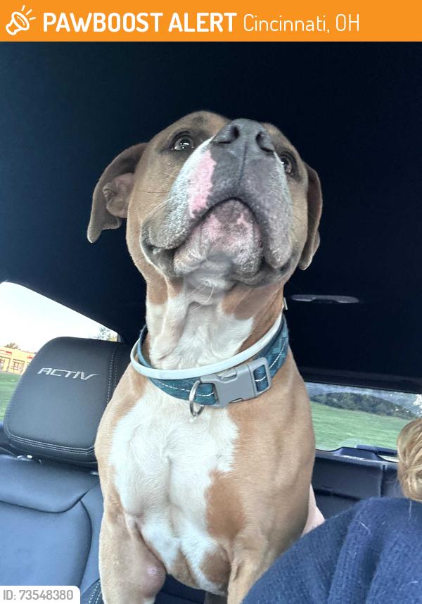 Found/Stray Male Dog last seen Burnett Ave, Cincinnati, OH 45219