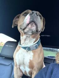 Found/Stray Male Dog last seen Burnett Ave, Cincinnati, OH 45219