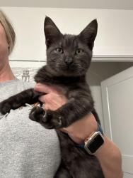 Found/Stray Male Cat last seen Angier Baptist Church, Angier, NC 27501