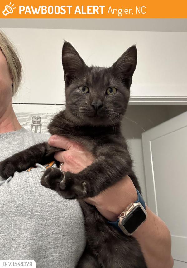 Found/Stray Male Cat last seen Angier Baptist Church, Angier, NC 27501