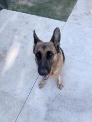 Reunited Female Dog last seen Near van maren on and calvin dr, Citrus Heights, CA 95621