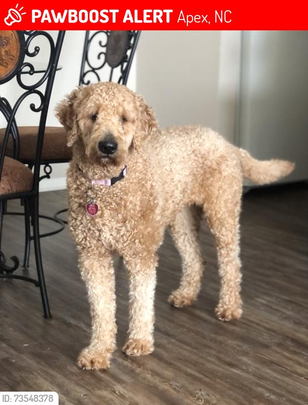 Lost Female Dog last seen Bobbitt Road and East William Street, Apex, NC 27539