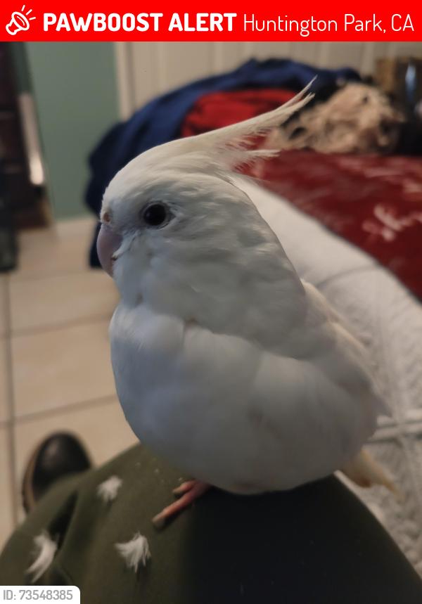 Lost Female Bird last seen Mountain view/grand, Huntington Park, CA 90255