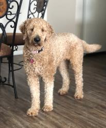 Lost Female Dog last seen Bobbitt Road and East William Street, Apex, NC 27539
