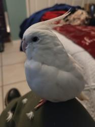 Lost Female Bird last seen Mountain view/grand, Huntington Park, CA 90255