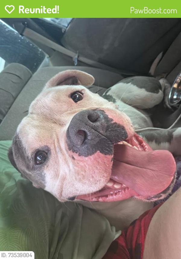 Reunited Male Dog last seen Ellsworth & Coralbell, Mesa, AZ 85208