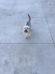 Reunited Male Dog last seen near van maren ln and calvin dr, Citrus Heights, CA 95621