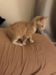 Reunited Male Cat last seen Gettysburg and Summer, Norwalk, CA 90650