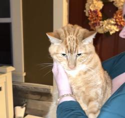 Reunited Unknown Cat last seen Red Leaf s, Olympia, WA 98501