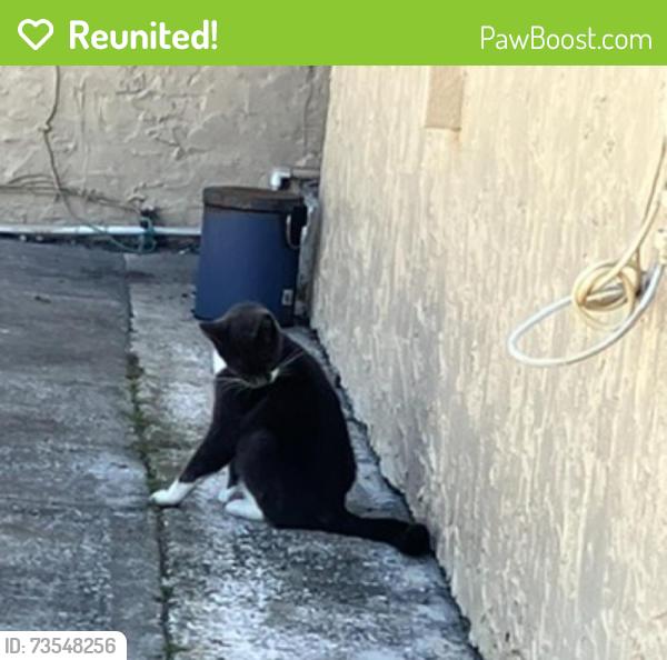 Reunited Female Cat last seen Us 19 highway N, New Port Richey, FL 34652