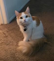 Reunited Female Cat last seen 53rd ave & Olive, Glendale, AZ 85302